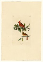 Plaat 159 Kardinaal Grosbeak