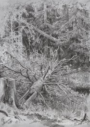 In het bos. Gevallen boom