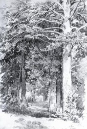 Dennenbos
