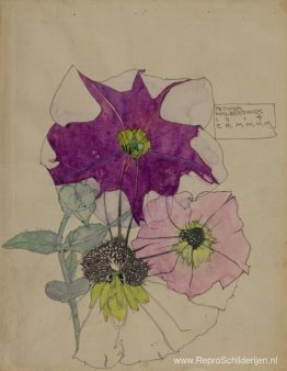 Petunia, Walberswijk Petunia, Walberswijk