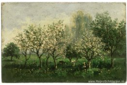 Appelbomen in bloei Appelbomen in bloei