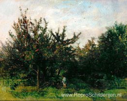 Een Appelboomgaard Een Appelboomgaard