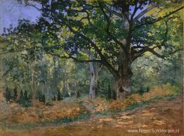 De Bodmer-eik, Fontainebleau De Bodmer-eik, Fontainebleau