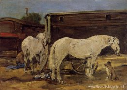 Zigeunerpaarden Zigeunerpaarden