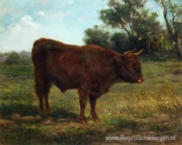 Longhorn-stier in een landschap Longhorn-stier in een landschap