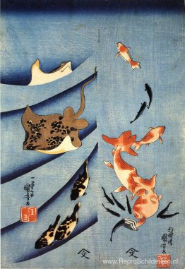 Pijlstaartroggen Pijlstaartroggen