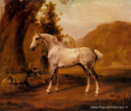 Een Grijze Hengst In Een Landschap Een Grijze Hengst In Een Landschap