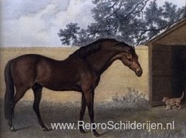 Godolphin Arabisch Godolphin Arabisch