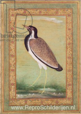 Indische Kievit Indische Kievit