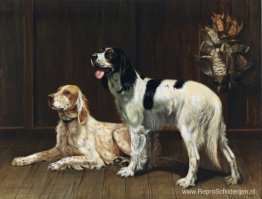 Een stel setters Een stel setters