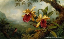 Orchideeën en Kolibrie Orchideeën en Kolibrie
