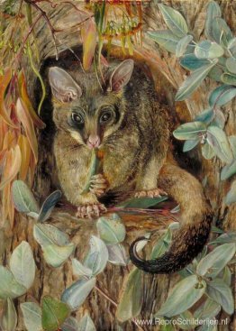 Possum een gomboom Possum een gomboom