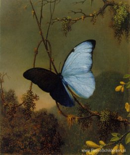 Blauwe Morpho-vlinder Blauwe Morpho-vlinder