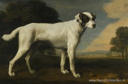 De witte hond van burggraaf Gormanston De witte hond van burggraaf Gormanston