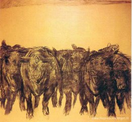 Angus - Studeer Angus - Studeer