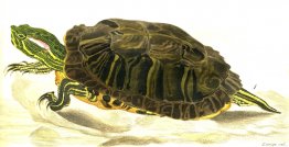 Schilderij van Trachemys scripta elegans (Wied) Schilderij van Trachemys scripta elegans (Wied)