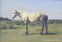 Een grijs paard in een veld Een grijs paard in een veld