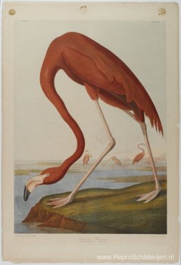 Amerikaanse flamingo Amerikaanse flamingo