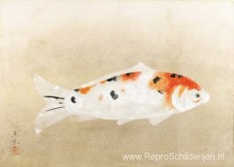 Higoi (rode karper) Higoi (rode karper)