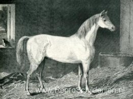 Boodschapper paard Boodschapper paard