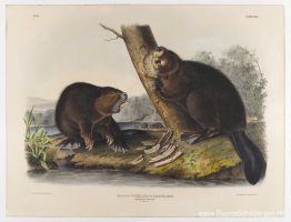 Amerikaanse Bever Amerikaanse Bever
