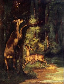 Mannelijke en vrouwelijke herten in het bos Mannelijke en vrouwelijke herten in het bos