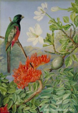 Twee bloeiende struiken van Natal en een Trogon Twee bloeiende struiken van Natal en een Trogon