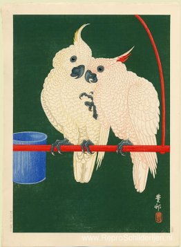 Twee witte kaketoes op een rode balk Twee witte kaketoes op een rode balk