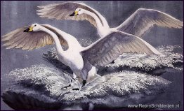 Whoopers raken neer Whoopers raken neer