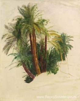 Studie van palmbomen Studie van palmbomen