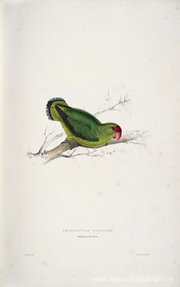 Psittacula taranta. Abessijnse parkiet (Abessijnse dwergpapegaai Psittacula taranta. Abessijnse parkiet (Abessijnse dwergpapegaai