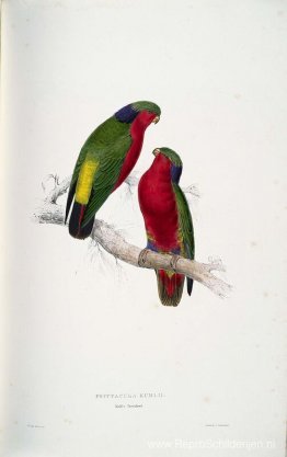 Psittacula kuhlii (Kuhl's lori's) Psittacula kuhlii (Kuhl's lori's)