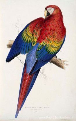 Macrocercus aracanga (Ara macao) Macrocercus aracanga (Ara macao)