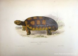 Testudo tabulata (Chelonoidis denticulata) Testudo tabulata (Chelonoidis denticulata)
