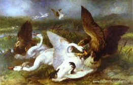 Swannery binnengevallen door Eagles Swannery binnengevallen door Eagles