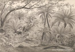 Ferntree of Dobson's Gully, Dandenong Ranges Ferntree of Dobson's Gully, Dandenong Ranges