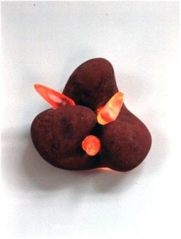 Rode maanvuist Rode maanvuist