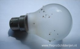 Welk licht doodt jou Welk licht doodt jou