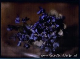 Viooltjes Viooltjes