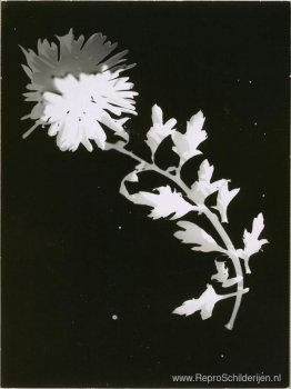 Bloem Bloem
