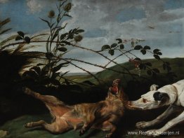 Windhond die een jong wild zwijn vangt Windhond die een jong wild zwijn vangt
