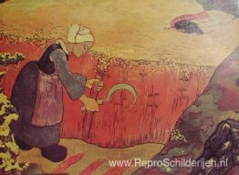 Oogsten van boekweit in Groot-Brittannië Oogsten van boekweit in Groot-Brittannië