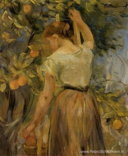 Jonge Vrouw Die Sinaasappelen Plukt Jonge Vrouw Die Sinaasappelen Plukt