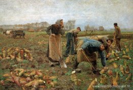 De bietenoogst De bietenoogst