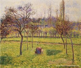 Appelbomen in een veld Appelbomen in een veld