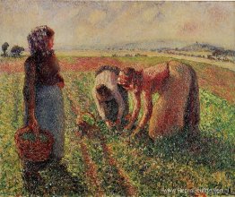 Erwten plukken Erwten plukken