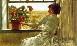 Zomeravond Zomeravond