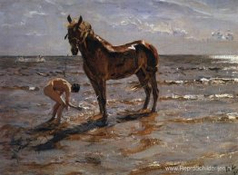 Een paard wassen Een paard wassen