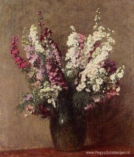 Ridderspoor Ridderspoor