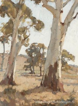 Studie, gombomen, Woodside Studie, gombomen, Woodside